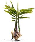 Zingiber officinale